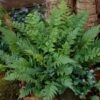 Black Wood Fern | Dryopteris Atrata 2 Black Wood Fern | Dryopteris Atrata -Soft Fruit Paradise visi12627
