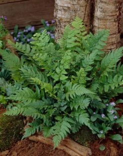 Black Wood Fern | Dryopteris Atrata