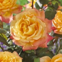 'Caribbean Dawn' Patio Shrub Rose