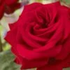 'Joyful Birthday' Hybrid Tea Rose 2 'Joyful Birthday' Hybrid Tea Rose -Soft Fruit Paradise visi129388 joyful birthday