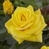 'Korresia' Floribunda Rose 1 'Korresia' Floribunda Rose -Soft Fruit Paradise visi129436 koressia