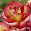 'Firebird' Floribunda Rose 1 'Firebird' Floribunda Rose -Soft Fruit Paradise visi129505 firebird
