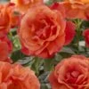 'Lady Love' Hybrid Tea Rose 1 'Lady Love' Hybrid Tea Rose -Soft Fruit Paradise visi129527 lady love