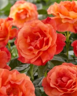'Patio Hit Nikoline' Patio Shrub Rose 6 'Patio Hit Nikoline' Patio Shrub Rose -Soft Fruit Paradise visi129527 nicoline