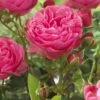 'Thank You' Groundcover Rose 1 'Thank You' Groundcover Rose -Soft Fruit Paradise visi129805 thank you