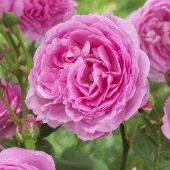 'Pink Martini' Hybrid Tea Rose 8 'Pink Martini' Hybrid Tea Rose -Soft Fruit Paradise visi129959 pink martini