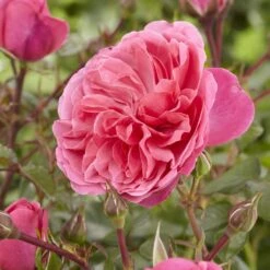 'Pure Poetry' Hybrid Tea Rose 8 'Pure Poetry' Hybrid Tea Rose -Soft Fruit Paradise visi130078 pure poetry