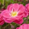 'A Rose For Heather' Climbing Rose 2 'A Rose For Heather' Climbing Rose -Soft Fruit Paradise visi130126 heather