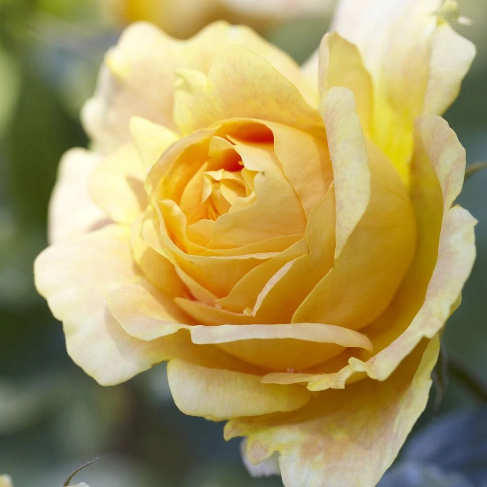 'Global Beauty (Candlelight)' Hybrid Tea Rose 5 'Global Beauty (Candlelight)' Hybrid Tea Rose - Image 3