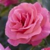 'Valentine Heart' Floribunda Rose 2 'Valentine Heart' Floribunda Rose -Soft Fruit Paradise visi130304 valentine heart