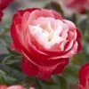 'Nostalgia' Hybrid Tea Rose -Soft Fruit Paradise visi130699 notalgia
