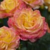 'Tequila Sunrise' Hybrid Tea Rose -Soft Fruit Paradise visi131162 tequila sunrise