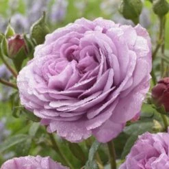 'Lavender Ice' Patio Shrub Rose 8 'Lavender Ice' Patio Shrub Rose -Soft Fruit Paradise visi150187 lavender ice