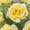 'Joyful Celebration' Hybrid Tea Rose -Soft Fruit Paradise visi163643 joyful celebration