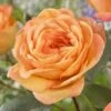 'Better Times ' Hybrid Tea Rose -Soft Fruit Paradise visi163648 better times