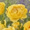 'Absolutely Fabulous' Floribunda Rose 2 'Absolutely Fabulous' Floribunda Rose -Soft Fruit Paradise visi163658 absolutely fabulous