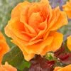 'Palace Fleur' Patio Shrub Rose 2 'Palace Fleur' Patio Shrub Rose -Soft Fruit Paradise visi163662 palace fleur