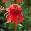 Echinacea 'Carrot Cake' 2 Echinacea 'Carrot Cake' -Soft Fruit Paradise visi164441 cake 7d4d3c7e 7e87 4437 99f6 23403538859d