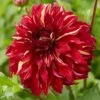 Dahlia Bohemian Spartacus 1 Dahlia Bohemian Spartacus -Soft Fruit Paradise visi166509 bohemian 7b77e5ba a2b0 4c79 99e4 d32ef6ebe23c