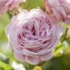 'Prince Jardinier' Floribunda Rose 2 'Prince Jardinier' Floribunda Rose -Soft Fruit Paradise visi176404 prince jardinier
