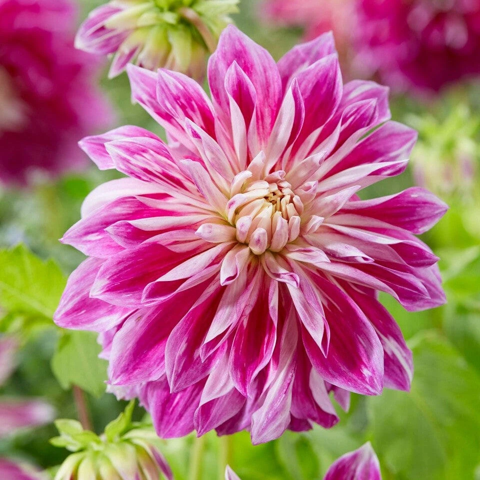 Dahlia 'Purple Explosion' 3 Dahlia 'Purple Explosion'
