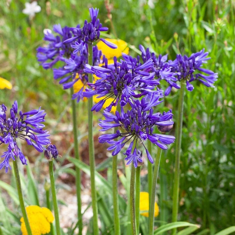 Agapanthus 'Navy Blue' | 7.5L 3 Agapanthus 'Navy Blue' | 7.5L