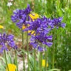 Agapanthus 'Navy Blue' | 3L 2 Agapanthus 'Navy Blue' | 3L -Soft Fruit Paradise visi184776 9826ea49 ae88 468b 9b7a 17f4b41379c9