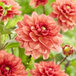 Dahlia 'Orange Girl' -Soft Fruit Paradise visi185618