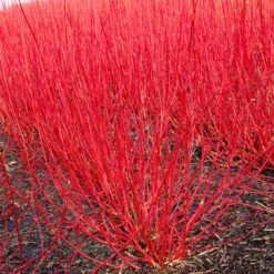 Best Value Cornus Collection | Winter Hedging 12 Best Value Cornus Collection | Winter Hedging -Soft Fruit Paradise visi19322 cornus alba 4713dd5f 87b9 4ef4 817c 4b778f1a492b