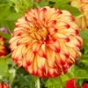 Dahlia Lady Darlene 2 Dahlia Lady Darlene -Soft Fruit Paradise visi200659 darlene 8a875447 38b5 4e0c 9324 bfdd45ff83f2