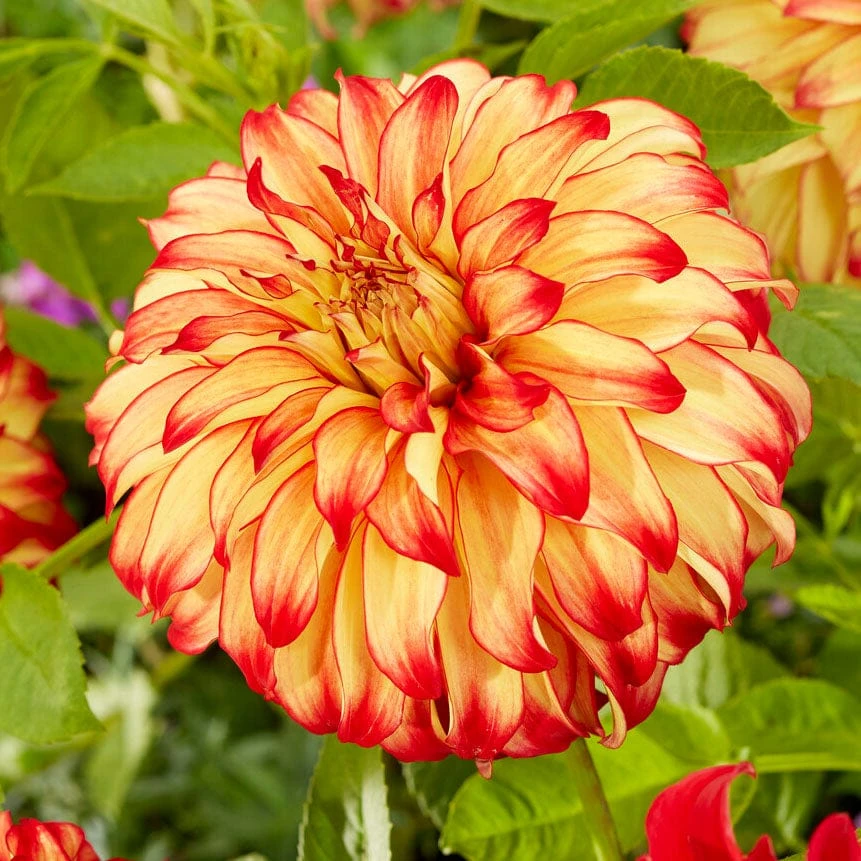 Dahlia Lady Darlene 3 Dahlia Lady Darlene