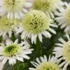 Echinacea 'Delicious Nougat' 1 Echinacea 'Delicious Nougat' -Soft Fruit Paradise visi206921 nougat db6b19be 1999 4610 afc5 fcc17b1f1af8