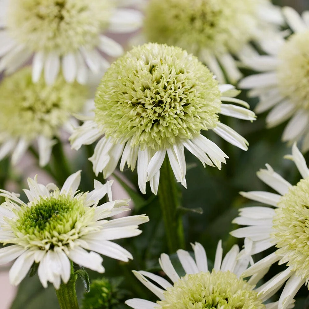 Echinacea 'Delicious Nougat' 3 Echinacea 'Delicious Nougat'