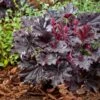 Heuchera 'Timeless Night' 1 Heuchera 'Timeless Night' -Soft Fruit Paradise visi207047 1