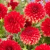 Dahlia 'Garden Wonder' -Soft Fruit Paradise visi208037 garden wonder