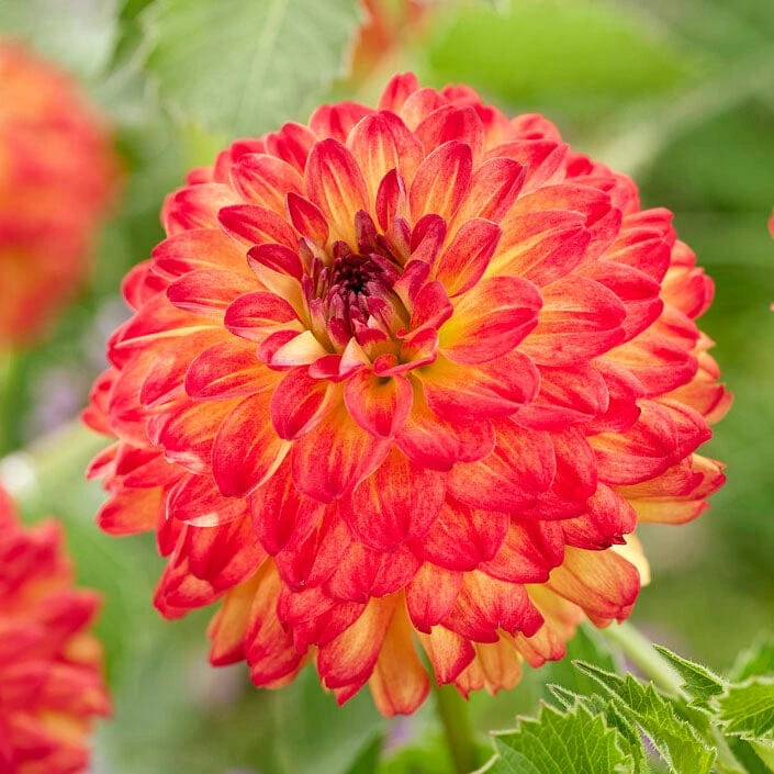 Dahlia Icoon 3 Dahlia Icoon