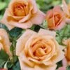 'La Villa Cotta' Shrub Rose -Soft Fruit Paradise visi24126 la villa cotta