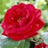 'Lucky Charm' Hybrid Tea Rose 1 'Lucky Charm' Hybrid Tea Rose -Soft Fruit Paradise visi24142 lucky charm