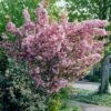 Japanese Cherry Blossom Tree | Prunus Serrulata 'Kanzan'