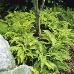 Tassel Fern | Polystichum Polyblepharum 8 Tassel Fern | Polystichum Polyblepharum -Soft Fruit Paradise visi25701