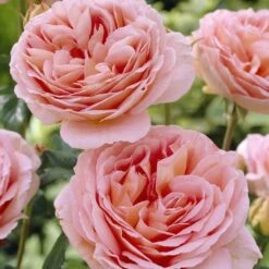 'Schöhne Maid' Hybrid Tea Rose -Soft Fruit Paradise visi25830 schohne maid