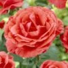 'Onward And Upward' Patio Climbing Rose 2 'Onward And Upward' Patio Climbing Rose -Soft Fruit Paradise visi25886 onwards upwards