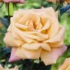 'Niceday' Patio Climbing Rose 1 'Niceday' Patio Climbing Rose -Soft Fruit Paradise visi25908 nice day