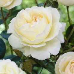 'Sirius' Bedding Rose -Soft Fruit Paradise visi25913 sirius