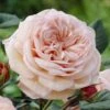'It's A Wonderful Life' Floribunda Rose 2 'It's A Wonderful Life' Floribunda Rose -Soft Fruit Paradise visi28368 wonderful life