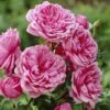 'Soul' Shrub Rose -Soft Fruit Paradise visi28374 soul
