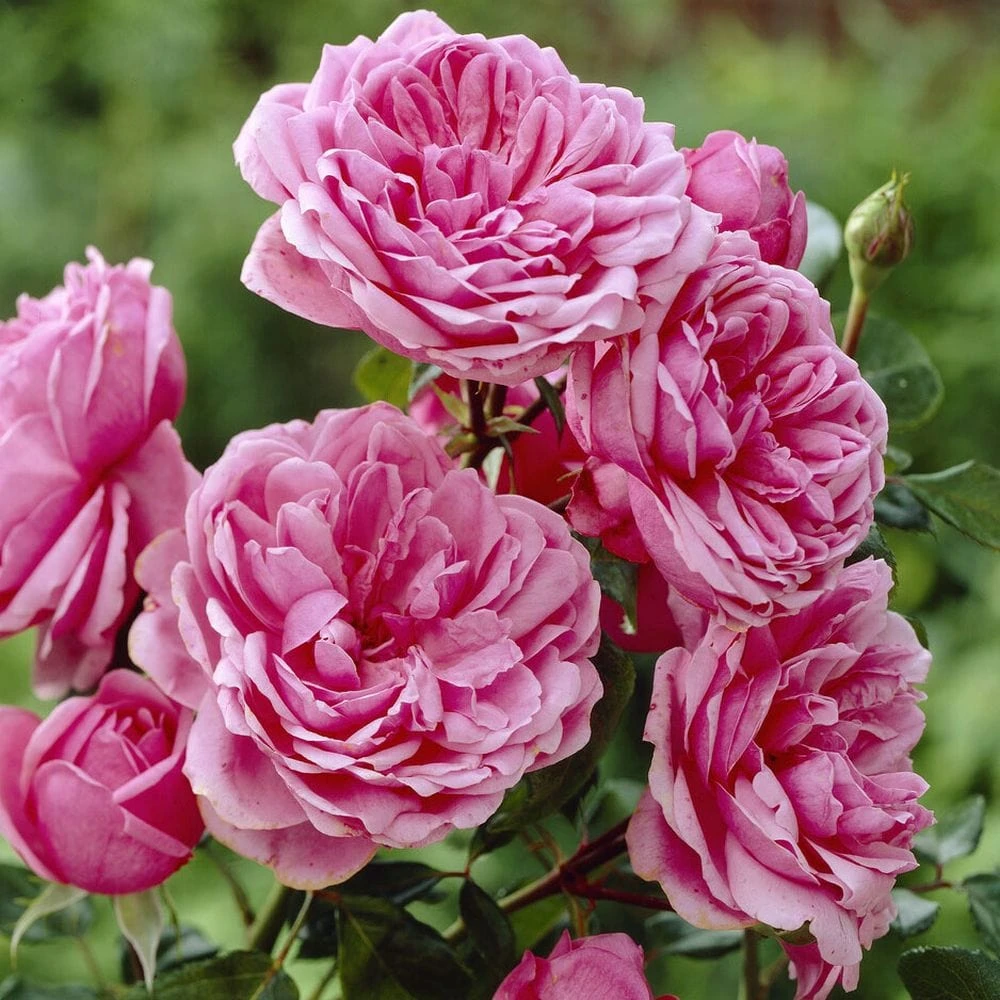 'Soul' Shrub Rose 3 'Soul' Shrub Rose