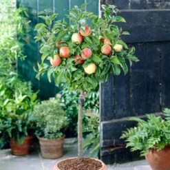 'Discovery' Semi-Dwarf Apple Tree -Soft Fruit Paradise visi28809 discovery