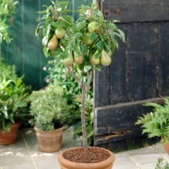 Award Winning Patio Fruit Tree Collection | Cherry, Pear & Plum | Growers' Choice 15 Award Winning Patio Fruit Tree Collection | Cherry, Pear & Plum | Growers' Choice -Soft Fruit Paradise visi28811