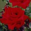 'Love Knot' Climbing Rose 2 'Love Knot' Climbing Rose -Soft Fruit Paradise visi34822 love knot